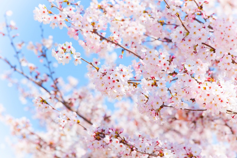 西東京市新町の相続土地売却！3姉妹の想いと桜の価値を活かした解決策